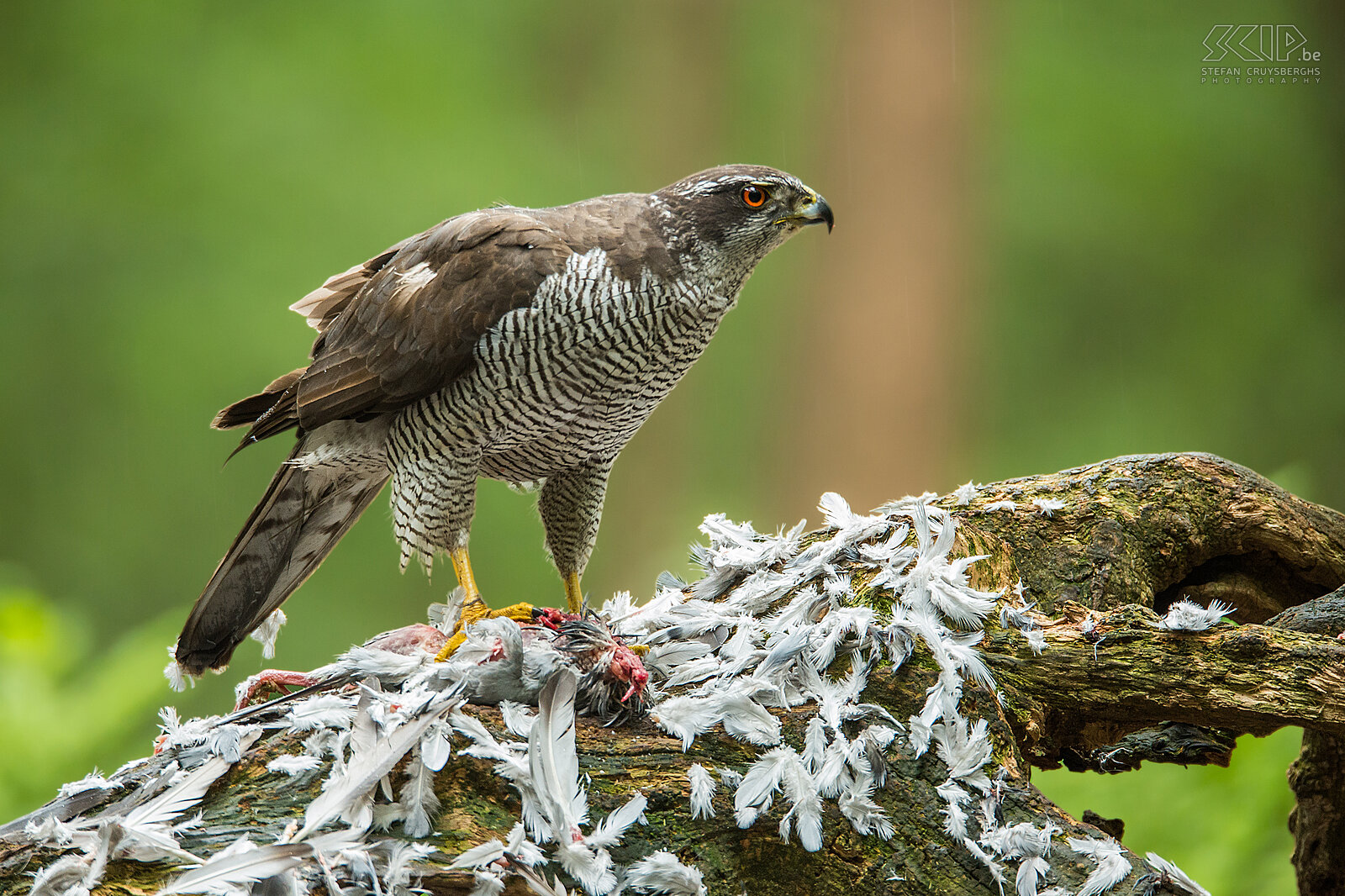 Birds of prey - Northern goshawk with pigeon The Northern goshawk (Accipiter gentilis) is mainly found in forest areas and usually hunts from a branch in a tree. Their main preys are pigeons, jays, crows and rabbits.  Stefan Cruysberghs